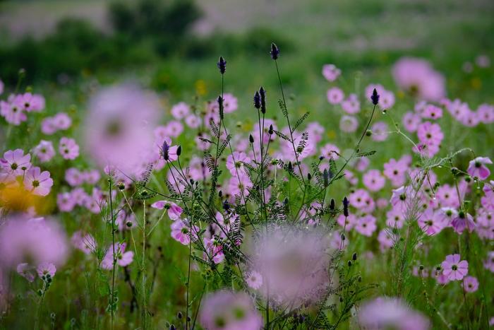 plantas en el Bosque La Primavera con pasto y flores rosas